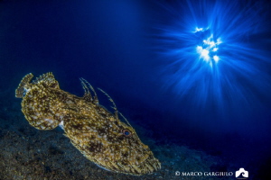 Anglerfish by Marco Gargiulo 